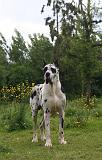 DOGUE ALLEMAND 787